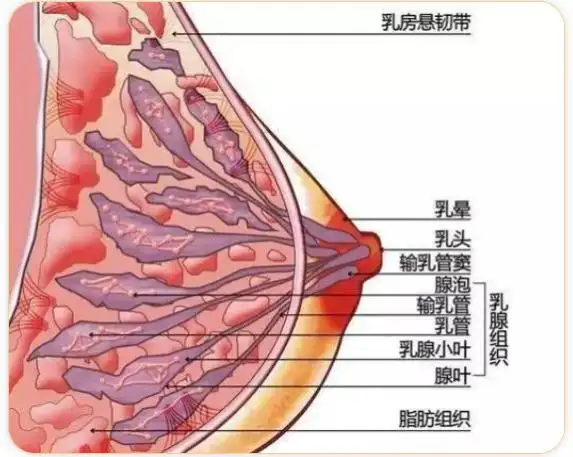 乳癖是乳中结核,指乳房疼痛,伴有形状大小不一的结节肿块,与月经周期