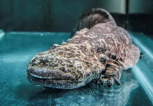 世界上最大的两栖动物——娃娃鱼