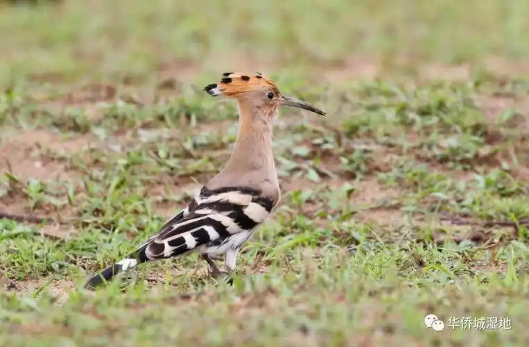 的某片草地上,偶遇这只向你展示头顶美丽"花折扇"的鸟边走边吃的时候