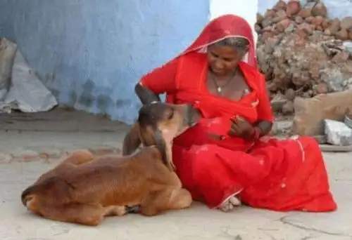 女人喂小牛母乳当地人夸她善良3年后小牛变了样