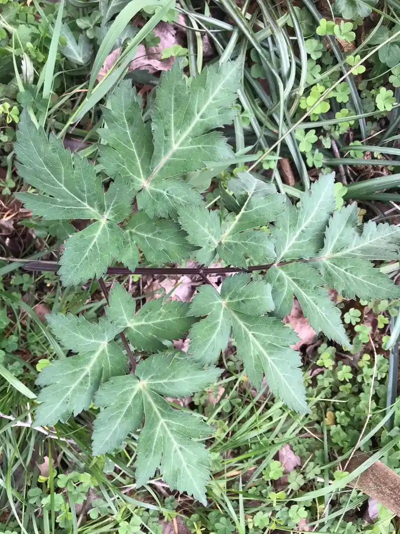 早安吉样昨天看见野生当归也叫野前胡也叫福参是个好东西 - 抖音
