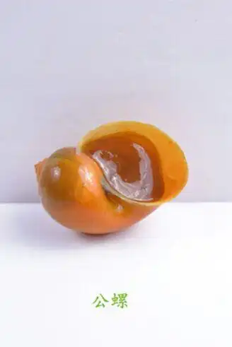 黄金螺如何区分公母