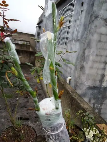 网友手把手教你嫁接月季树图文详解