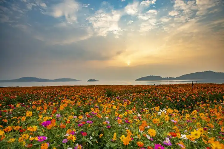 以黄色为主色,辅以紫,白,粉色,密密麻麻,与东江湖绿色的山水相映成趣