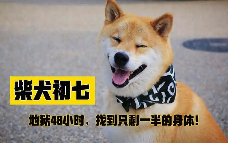 柴犬初七之死:找到时只剩一半,我的心头肉怎么成了你的盘中餐!