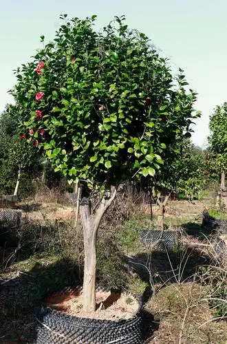 大株型嫁接茶花树出售