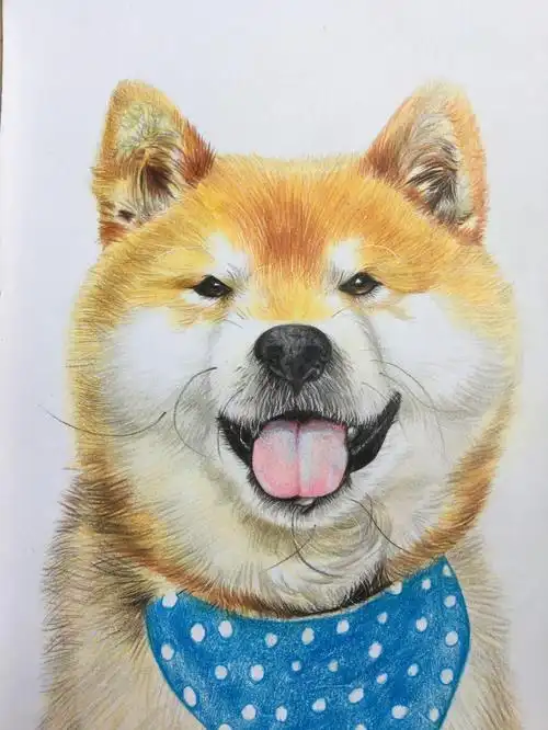 彩铅手绘柴犬步骤图