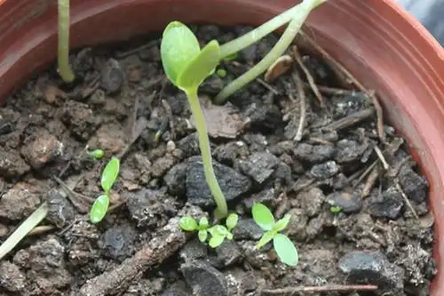 一直以为发芽的是向日葵的种子