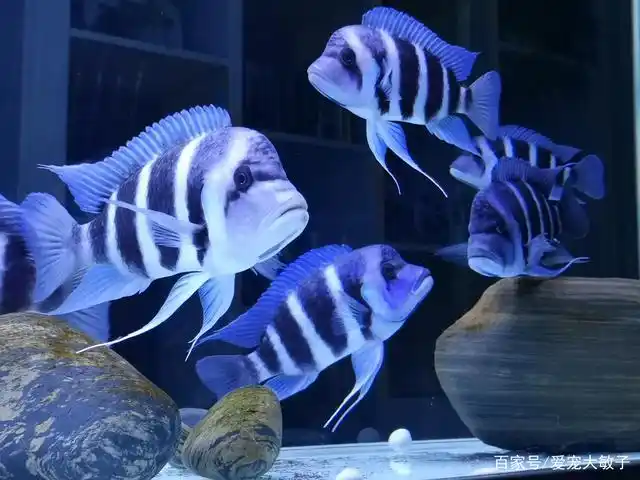 三湖慈鲷的种类和大小都不一样,所以不同的三