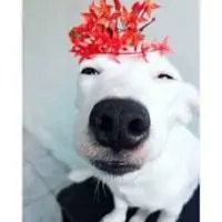 一只叼着花笑的狗头像_微信头像图片大全