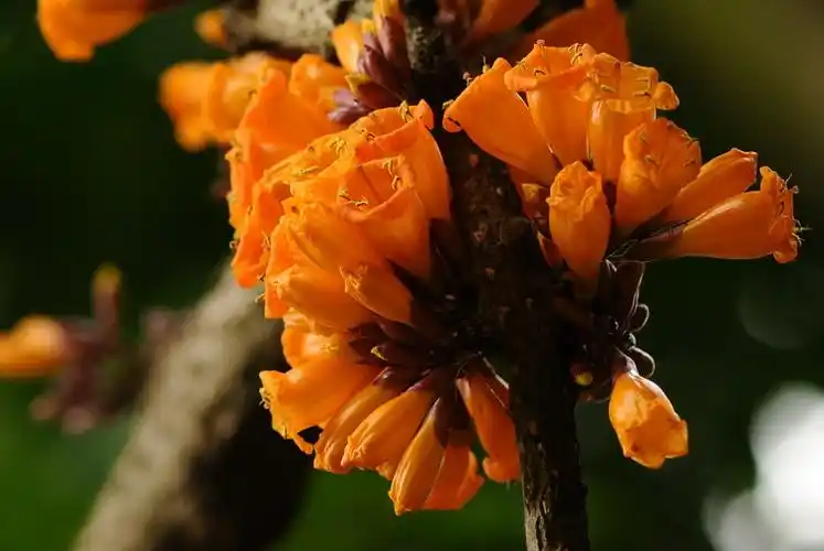 【原创】火烧花