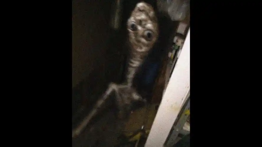 特雷弗·亨德森笔下生物的声音 (part 25)