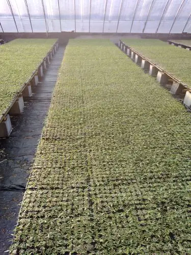 供应大厅  种子种苗  西红柿苗  商品属性 品种名:硬粉番茄苗 品种名