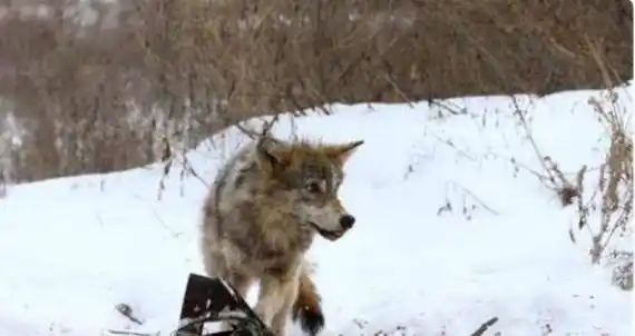 那只从切尔诺贝利地区逃走的"变异狼",给全世界带来什么影响?