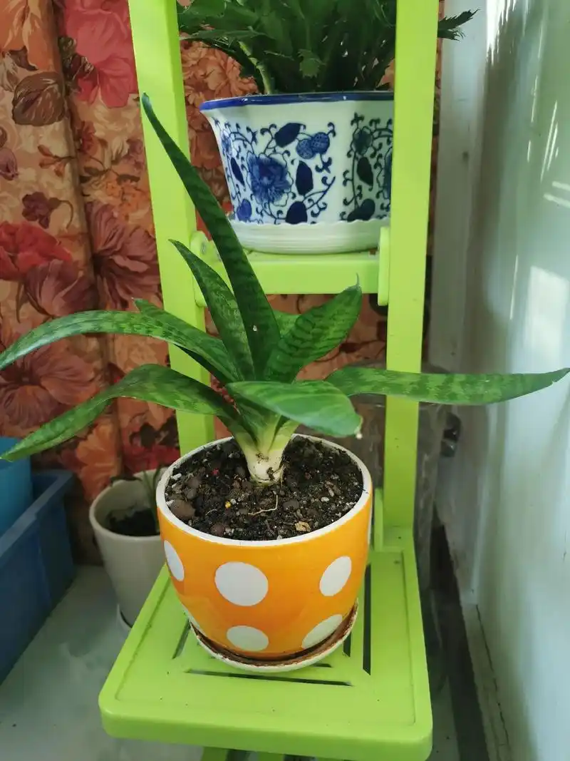 橙色盆的虎皮兰是五六年前同事给的一颗小苗,生命力顽强旺盛.