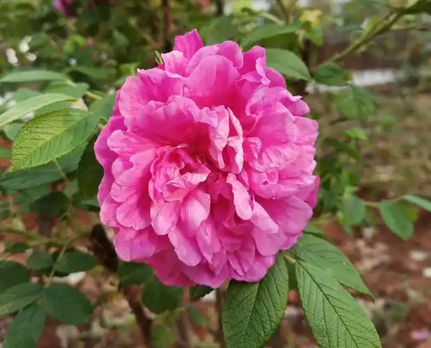 食用玫瑰 紫枝玫瑰 好看 好吃 经济价值高 土地利用率高食用玫瑰 玫瑰