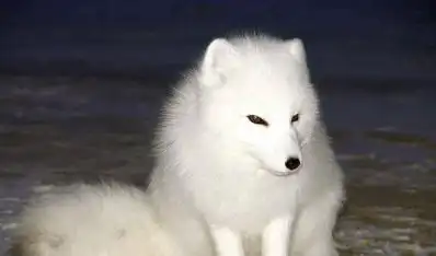 吉林省公主岭市王英养殖场吉林省狐狸养殖基地狐狸配种狐狸皮出售