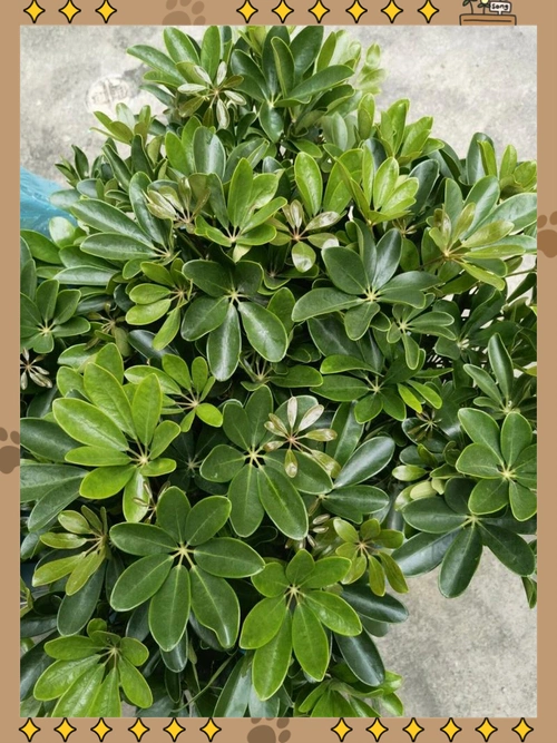 长得像鸭爪的神奇植物:鸭脚木