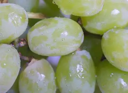 青葡萄葡萄图片
