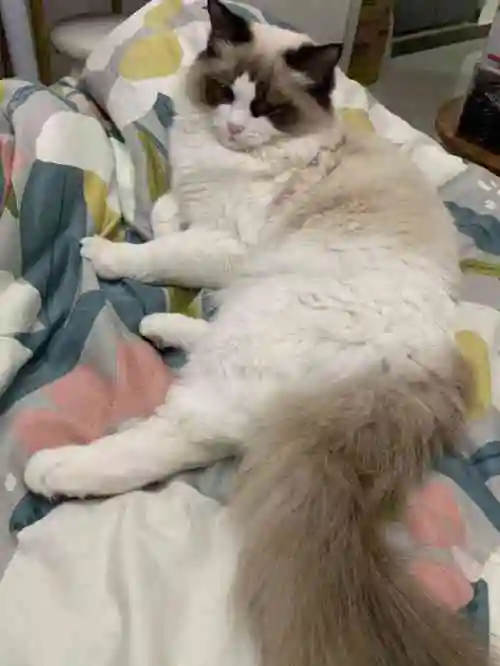 猫福瑞猫舍(石景山店)-"【项目】其他某天正好在这边附近,无意中.