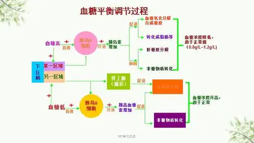 血糖平衡调节过程课件