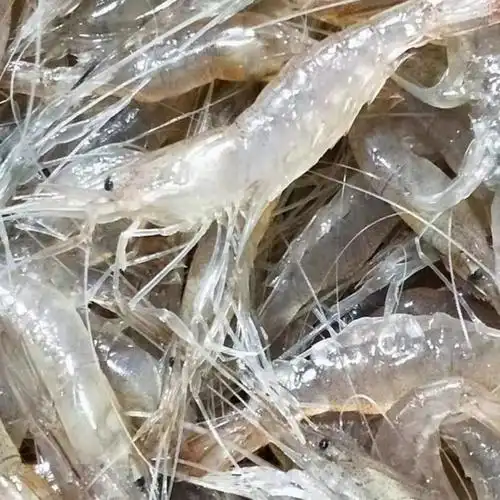 新鲜鲜活小河虾淡水小虾小白虾喂鱼活体速冻发货36厘米广西云南专拍