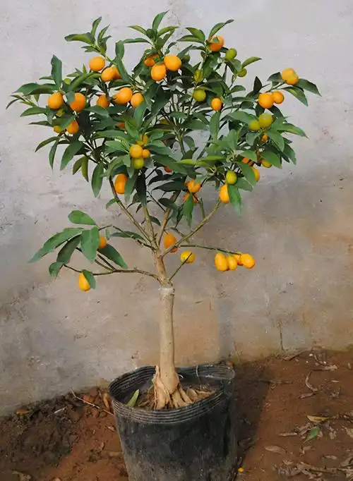 金桔树掉叶掉果,不用担心,学会这4个技巧绿叶茂密,硕果累累
