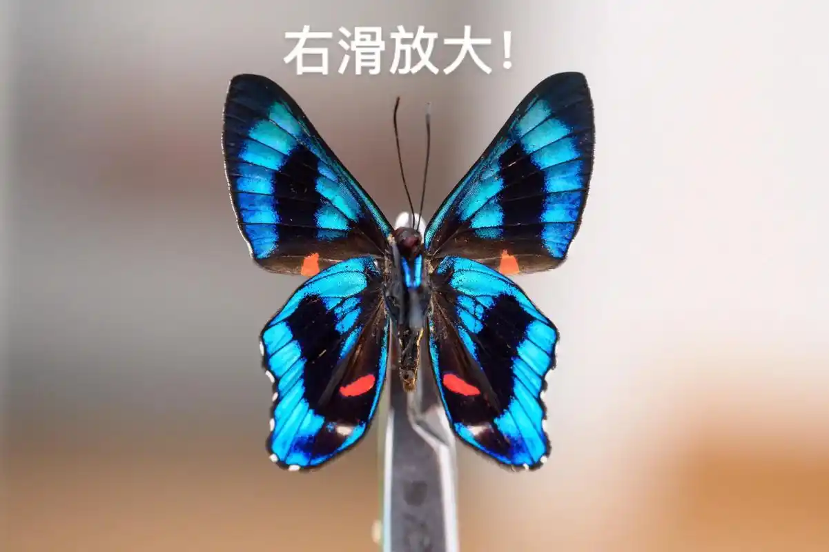 蝴蝶翅膀到底长什么样?#微观世界 #审美积累 #蝴蝶 - 抖音