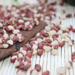 熊文丽12345淘宝云南特产大雀蛋豆圆粒芸豆新鲜5斤白云豆散装精选花