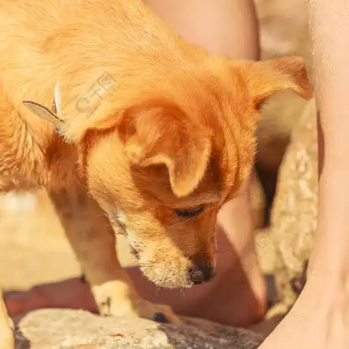 动物和宠物的概念健康充满活力的狗在户外玩耍可爱可爱的精力充沛的