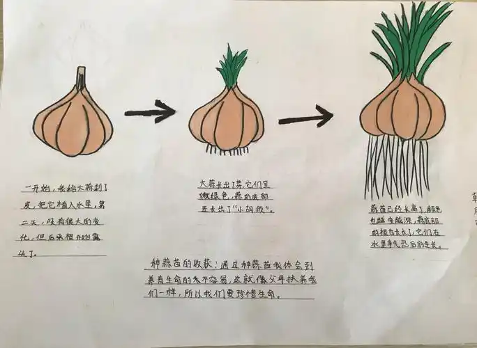 亲历蒜成长,享受苗快乐—德州市湖滨北路小学师生综合