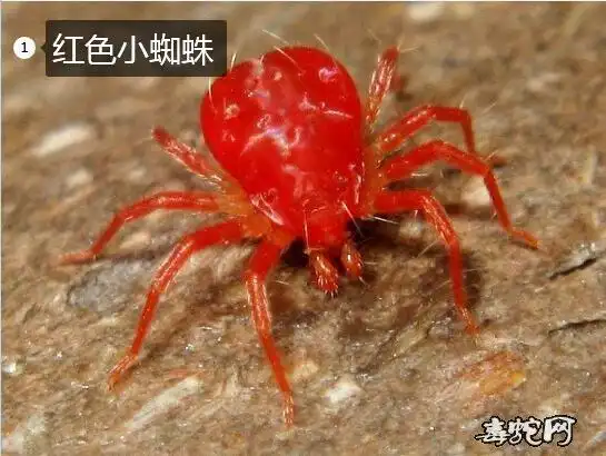 红色小蜘蛛特别小的红色的小蜘蛛是什么有毒吗
