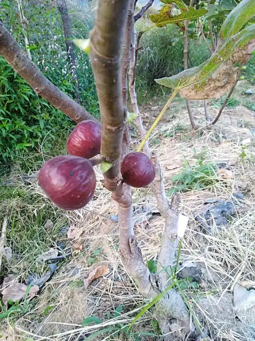 无花果品种介绍