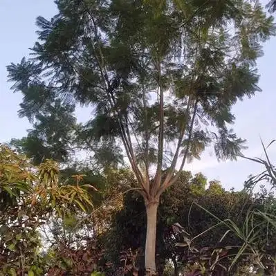 四川乐山市中区蓝花楹价格行情走势 - 一亩田