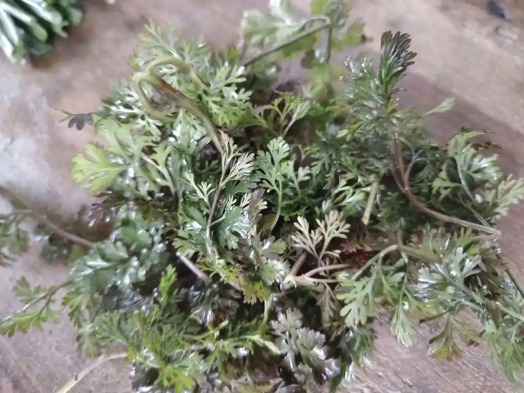 我之前一直以为盐须就是香菜,这次回老家才发现和香菜不一样.