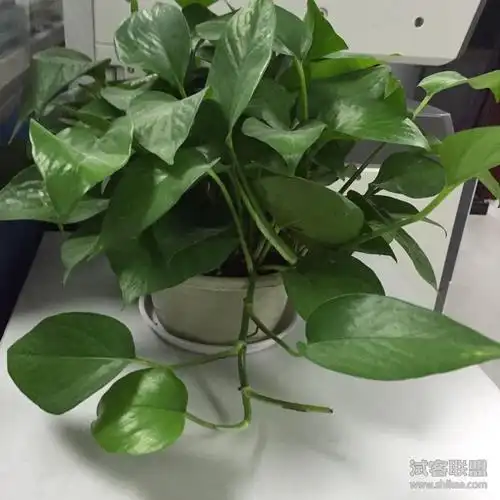 绿萝盆栽吸甲醛-minmini13