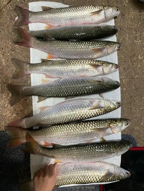 钓鱼爆杆跑鱼斩获9条黄油鲚