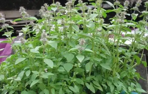 罗勒和荆芥怎么区别,五个技巧轻松分辨/叶柄/花冠均不同