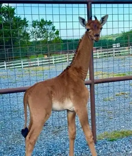 罕见纯色长颈鹿出生!全身没有任何花纹,这种变异是吗?