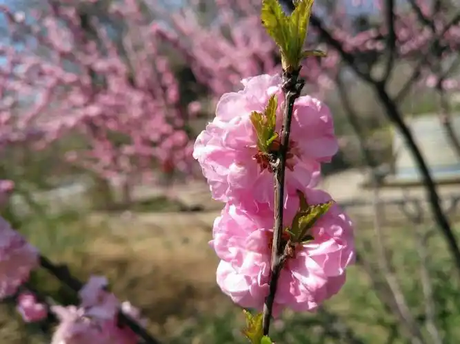 白色的樱花,梨花,杏花,白玉兰,黄色的迎春花,连翘,黄玉兰,粉色的桃花
