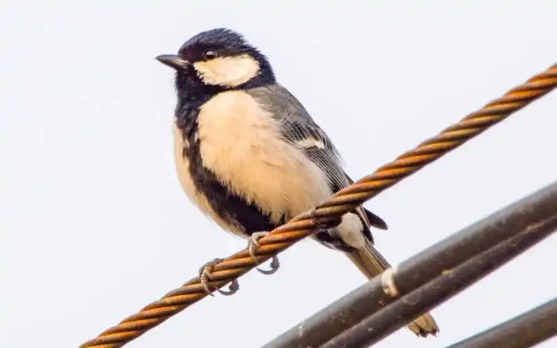黑白配熊猫色的远东山雀,它应该是叫唤同伴吧