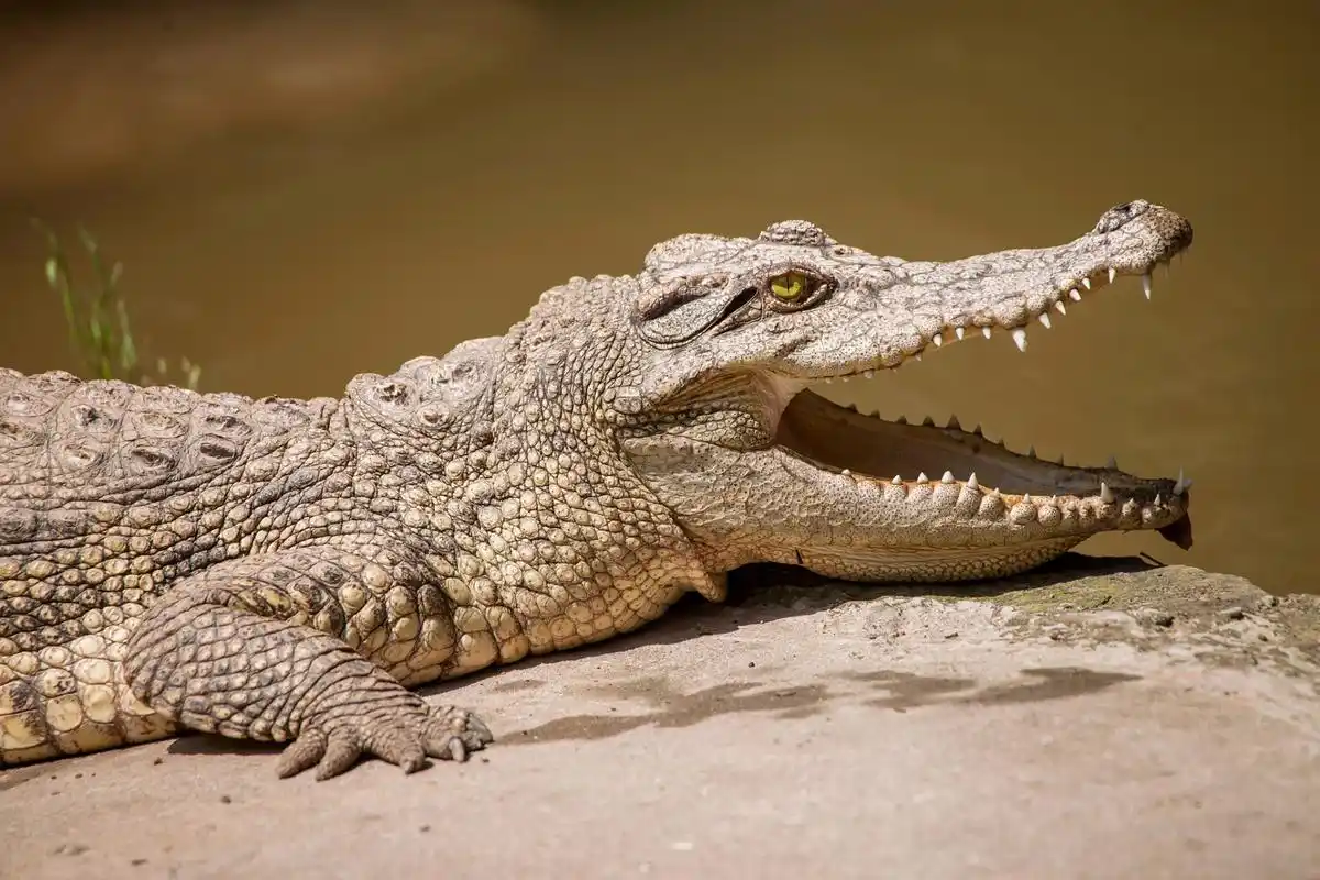 流泪是鳄鱼生存的一种方式,也是自然界中的奇妙现象.