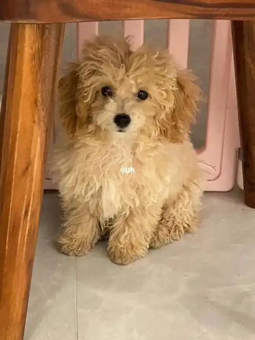 泰迪多大可以修毛剪造型呀急