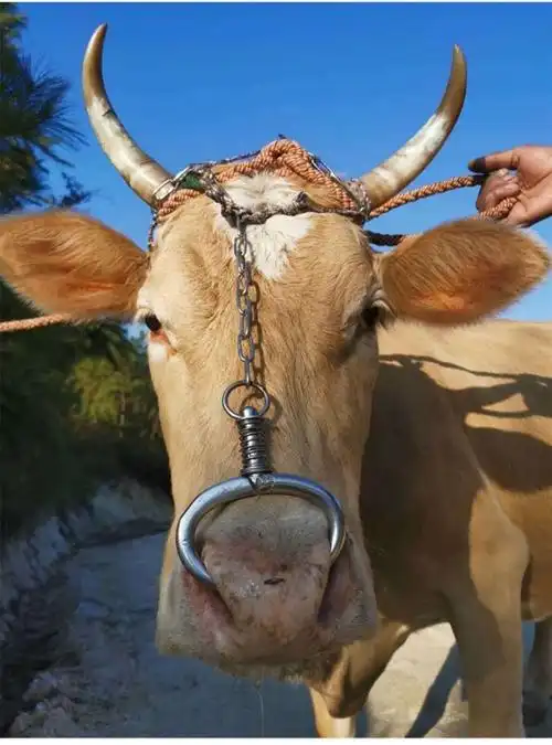 牛鼻圈 牛鼻环 器械不锈钢养牛大号牛鼻子设备免钳子金属牵引打孔