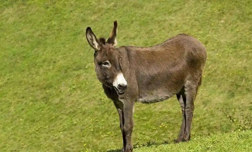 小沈龙脱口秀剧本|网红盘点圈内"九大哭神",二驴,老方丈,辛巴上榜