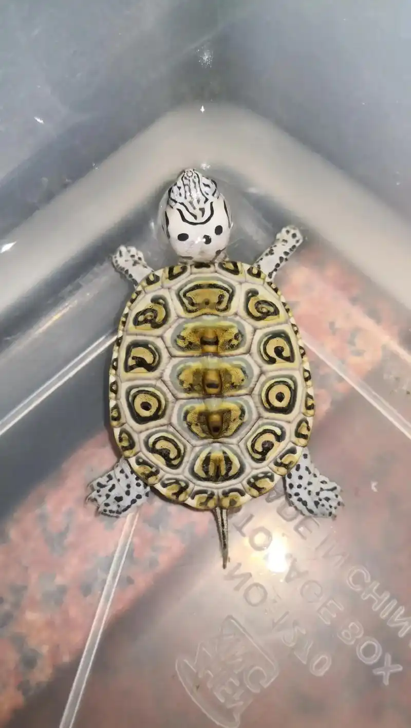 钻纹龟 今年自繁品质综合性最好看的一只:全身白皮,爆白黄金 - 抖音
