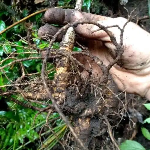 贵州草药纯野生竹节三七中药材竹节人参新鲜麻叶三七竹节参500克500g