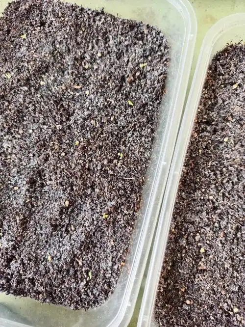 洋桔梗第发芽了第一批开始长第二对叶子