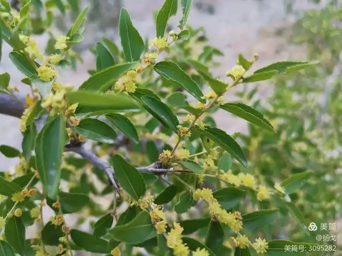 枣树开花的芬芳,看到丰收的喜悦
