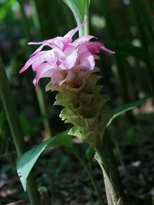 华南植物46 - 郁金